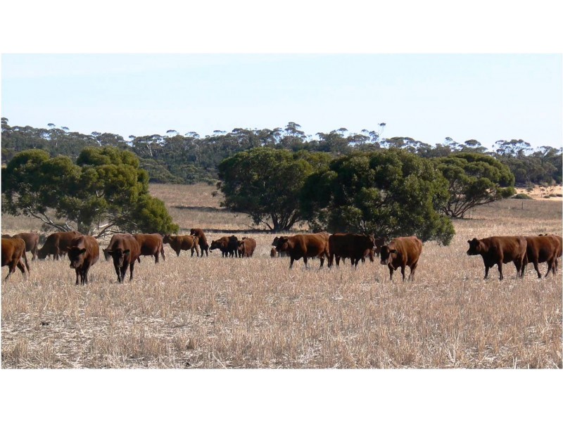 Section 33 , 39, 201, 203 and 27, 50 Hundred of Kingsford, Kringin SA 5304