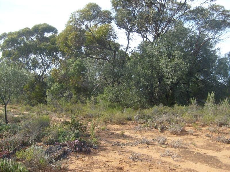 Section 559 , Sturt Highway, Monash SA 5342