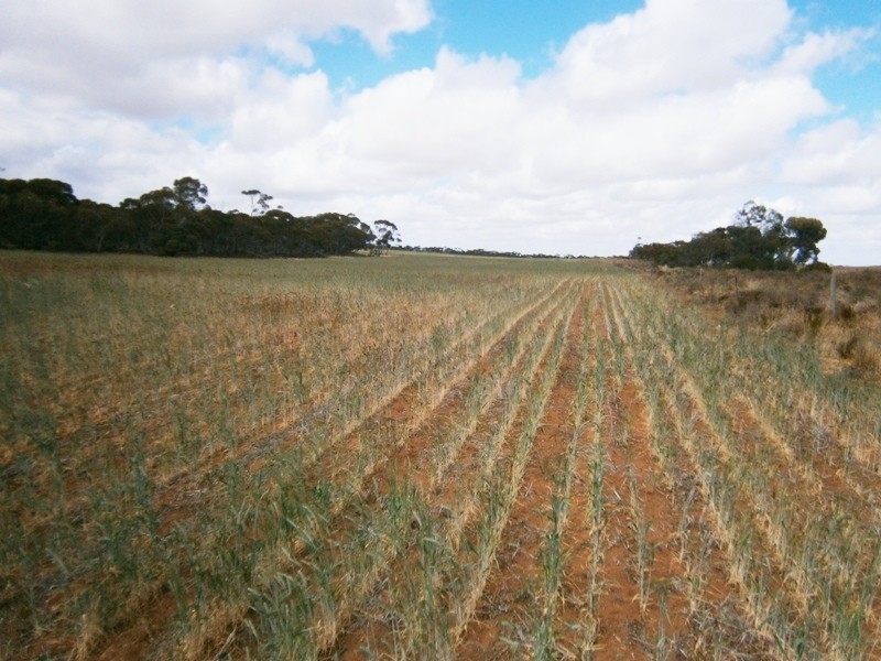 Allotment 4 Stott Highway, Swan Reach SA 5354