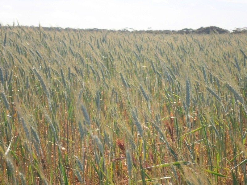 Allotment 4 Stott Highway, Swan Reach SA 5354