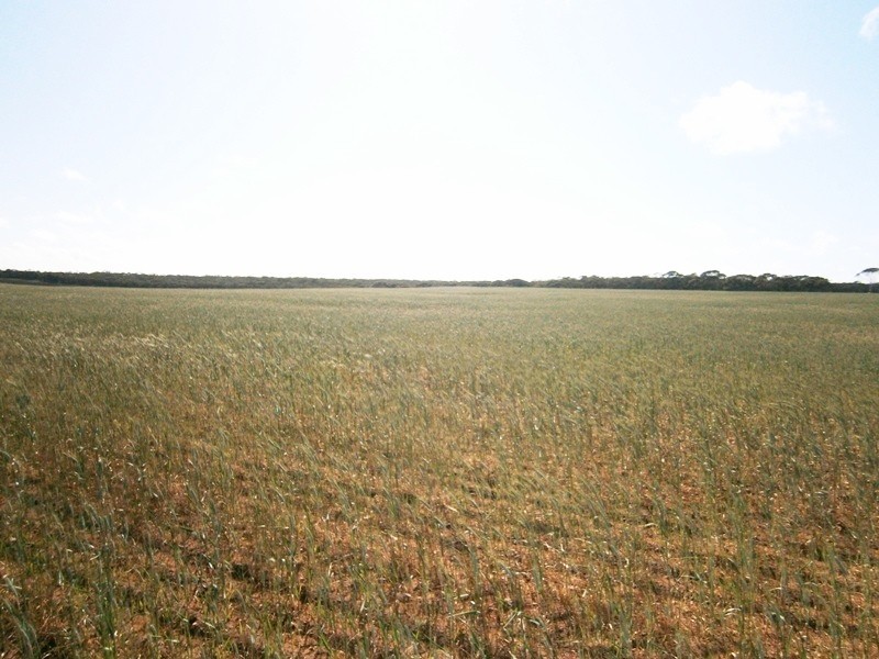 Allotment 4 Stott Highway, Swan Reach SA 5354