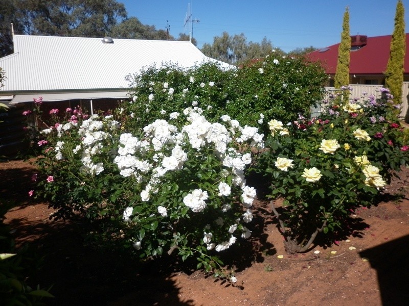 47 Hughes Avenue, Paringa SA 5340