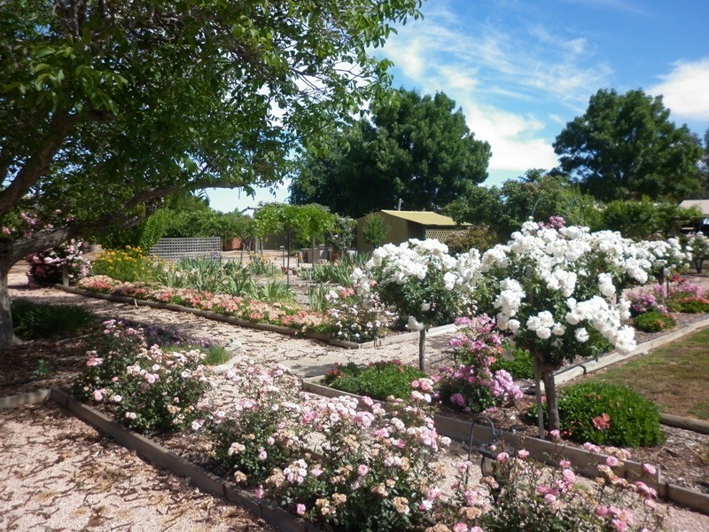 202 Warrego Street, Renmark SA 5341