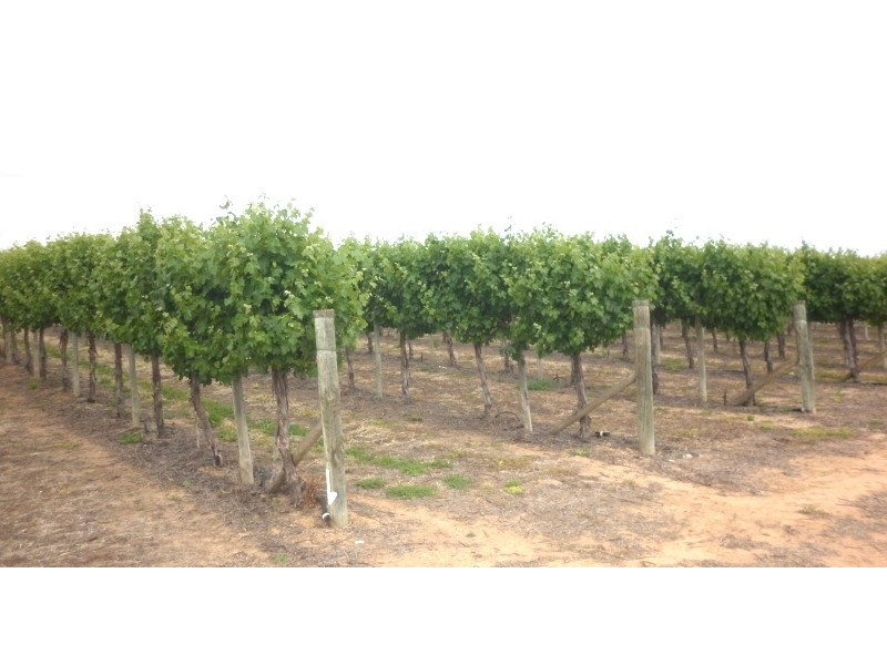 115 Darling Street, Renmark SA 5341