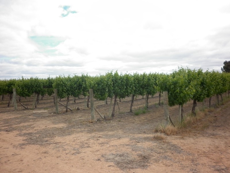 115 Darling Street, Renmark SA 5341