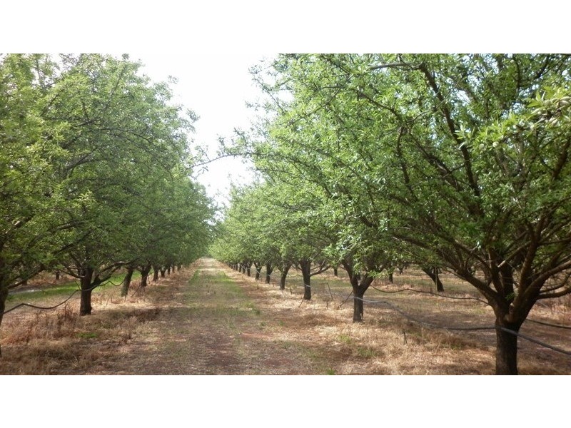 - Corner Government Road and Ral Ral Avenue, Renmark SA 5341