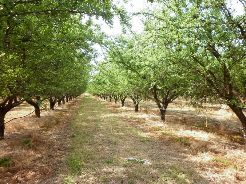 - Corner Government Road and Ral Ral Avenue, Renmark SA 5341