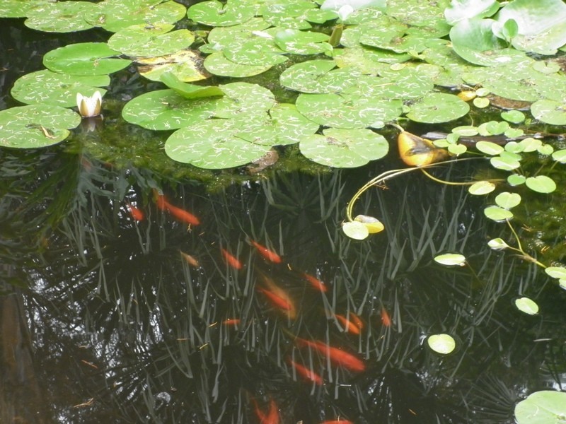 7 Paroo Street, Renmark SA 5341