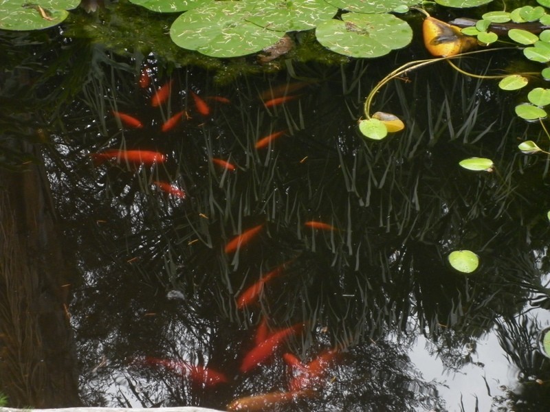 7 Paroo Street, Renmark SA 5341