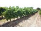 Lot 11 Darling Street, Renmark SA 5341