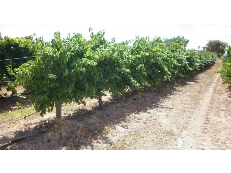 Lot 11 Darling Street, Renmark SA 5341