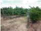 Lot 11 Darling Street, Renmark SA 5341