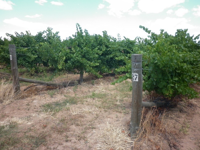 Lot 11 Darling Street, Renmark SA 5341