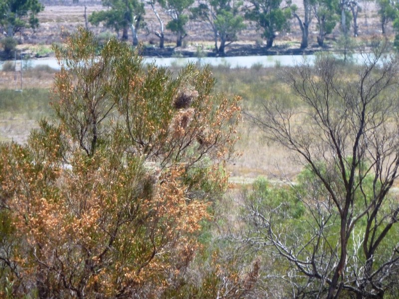 Lot 33 Wheatley Road, Loxton SA 5333