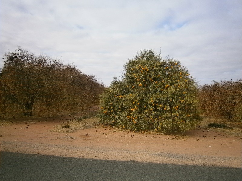 76 Lewis Road, Ramco SA 5322