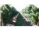Lot 623 Kulkyne Street, Renmark SA 5341