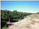 Lot 623 Kulkyne Street, Renmark SA 5341