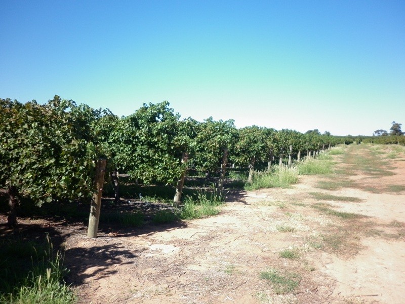 Lot 623 Kulkyne Street, Renmark SA 5341