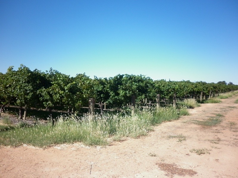 Lot 623 Kulkyne Street, Renmark SA 5341