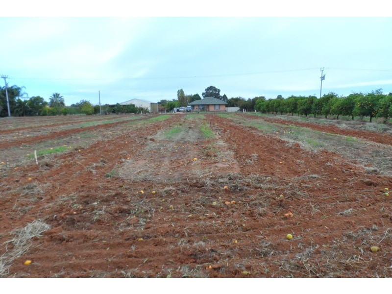 42 Arumpo Street, Renmark SA 5341