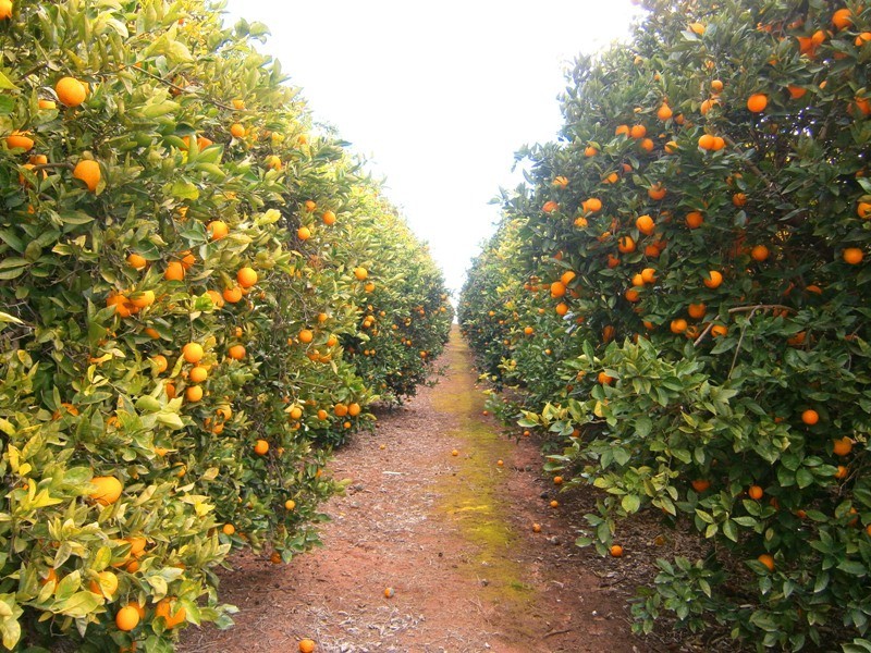 Lot 62 Dearman Road, Golden Heights SA 5322