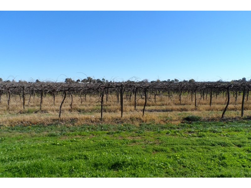 Allotment 497 Arumpo Street, Renmark SA 5341