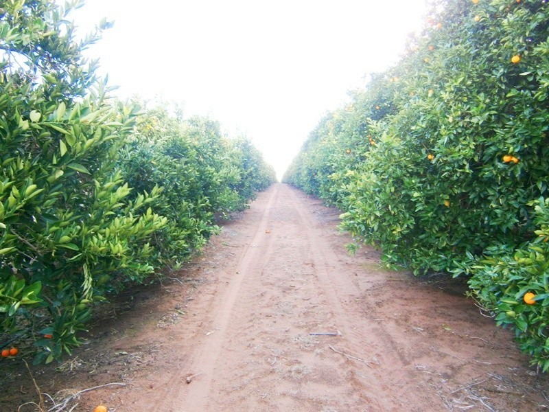 Lot 53 Rex Andrew Road, Golden Heights SA 5322