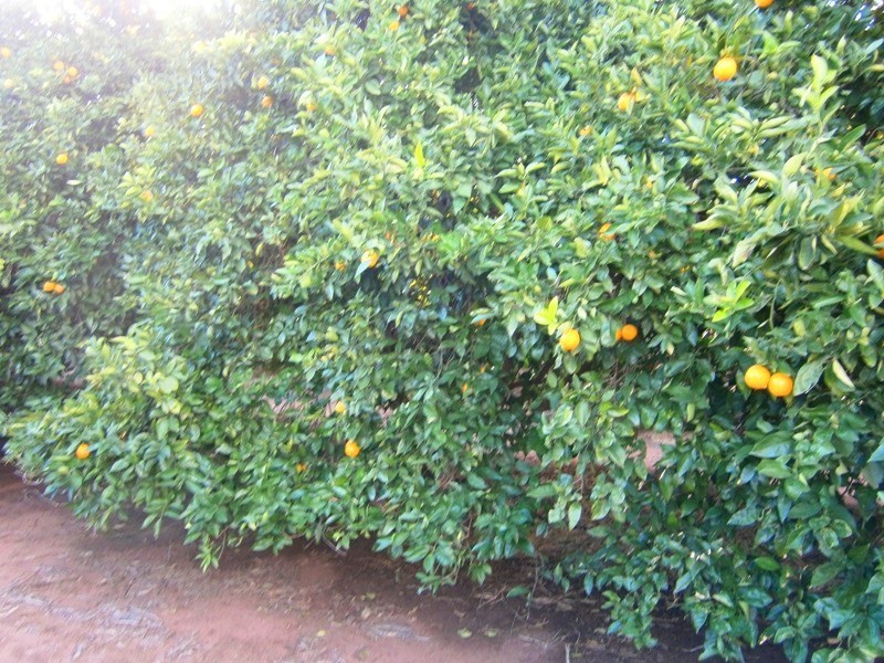 Lot 53 Rex Andrew Road, Golden Heights SA 5322