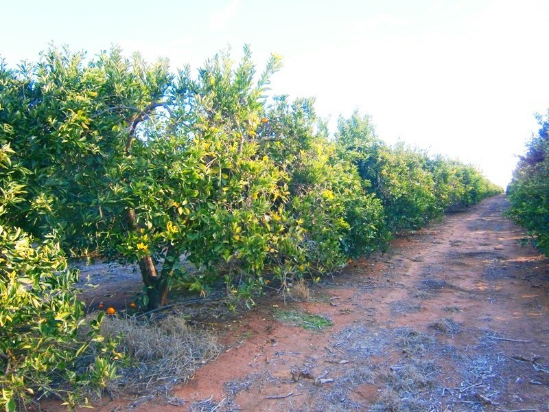 Lot 53 Rex Andrew Road, Golden Heights SA 5322