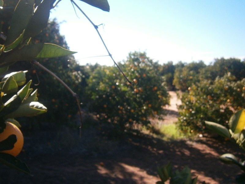 Lot 57 Dearman Road, Golden Heights SA 5322