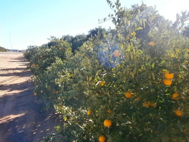 Lot 57 Dearman Road, Golden Heights SA 5322