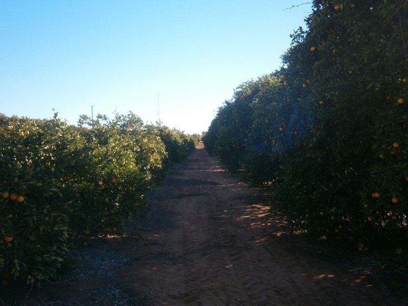 Lot 57 Dearman Road, Golden Heights SA 5322