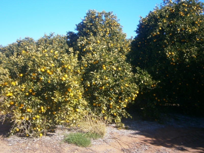 Lot 57 Dearman Road, Golden Heights SA 5322