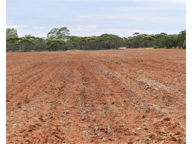 194 Bassham Road, Barmera SA 5345