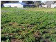 Lot 24 Timor Street, Loxton SA 5333
