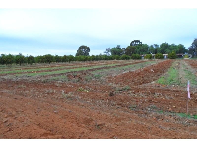 43 Arumpo Street, Renmark SA 5341