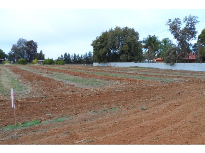 43 Arumpo Street, Renmark SA 5341