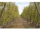 Allotment 2 Gratwick Road, Loxton SA 5333