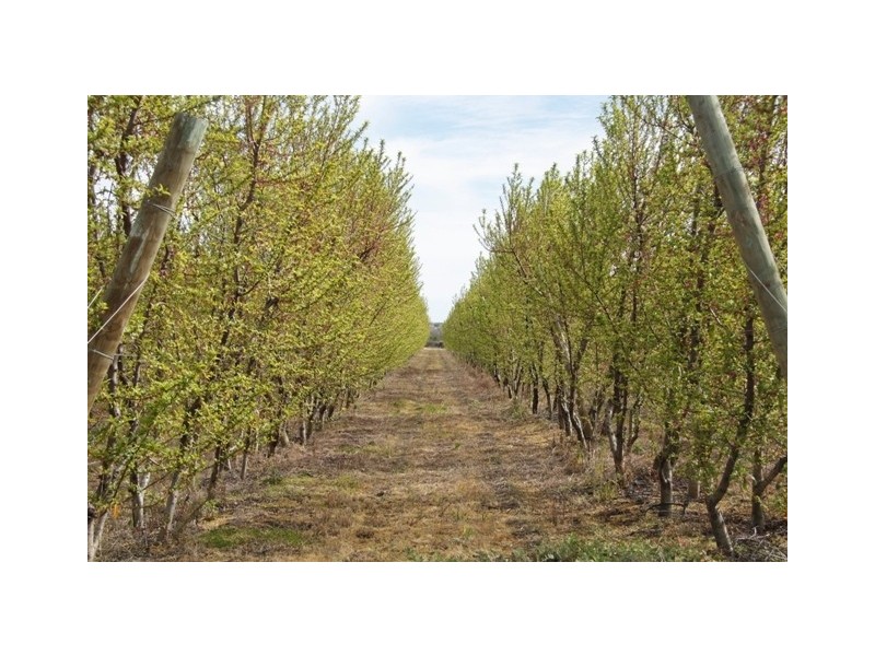 Allotment 2 Gratwick Road, Loxton SA 5333