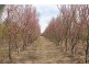 Allotment 2 Gratwick Road, Loxton SA 5333