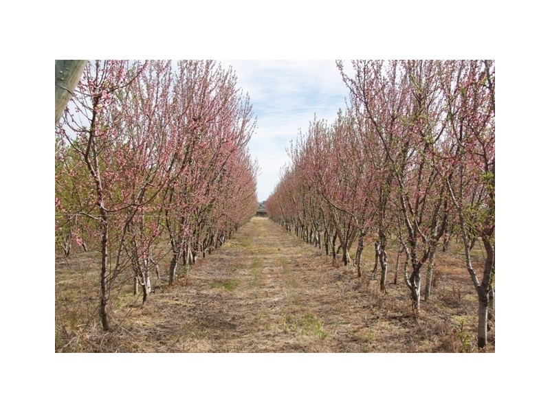 Allotment 2 Gratwick Road, Loxton SA 5333