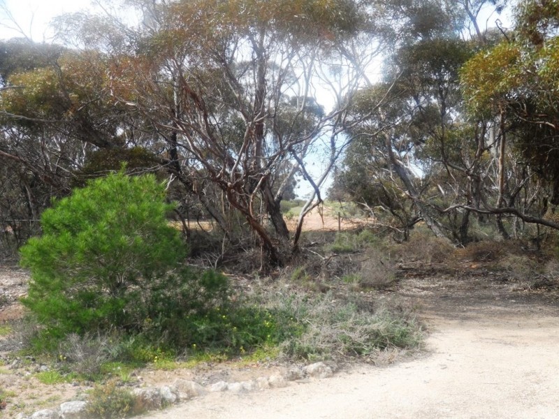 9 Charleson Road, Wanbi SA 5310