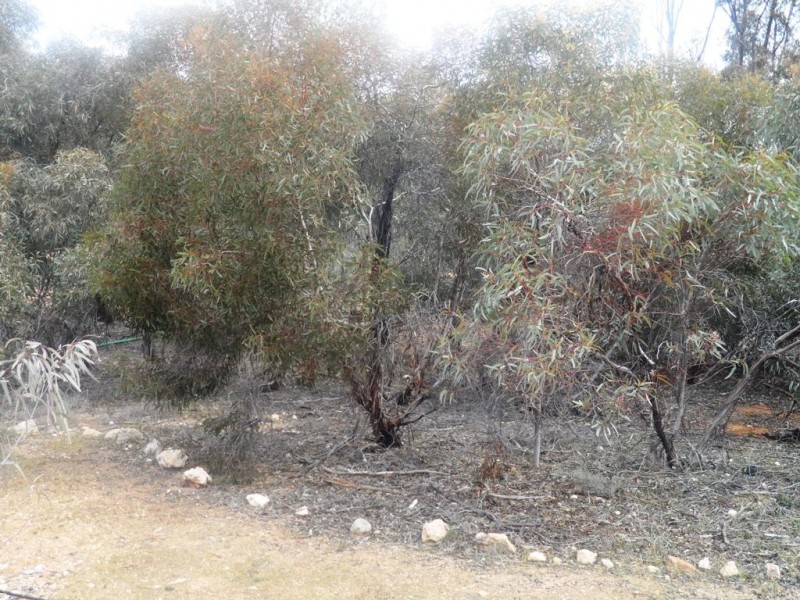9 Charleson Road, Wanbi SA 5310