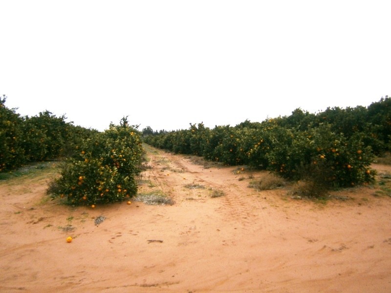 Sect 193 and 928 Virgo Road, Waikerie SA 5330