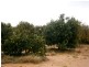 Sect 193 and 928 Virgo Road, Waikerie SA 5330
