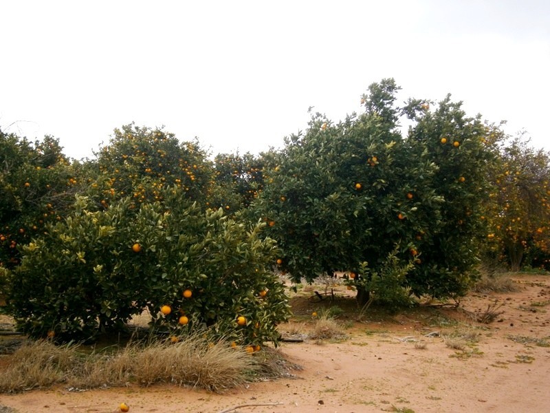 Sect 193 and 928 Virgo Road, Waikerie SA 5330