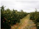 Sect 193 and 928 Virgo Road, Waikerie SA 5330