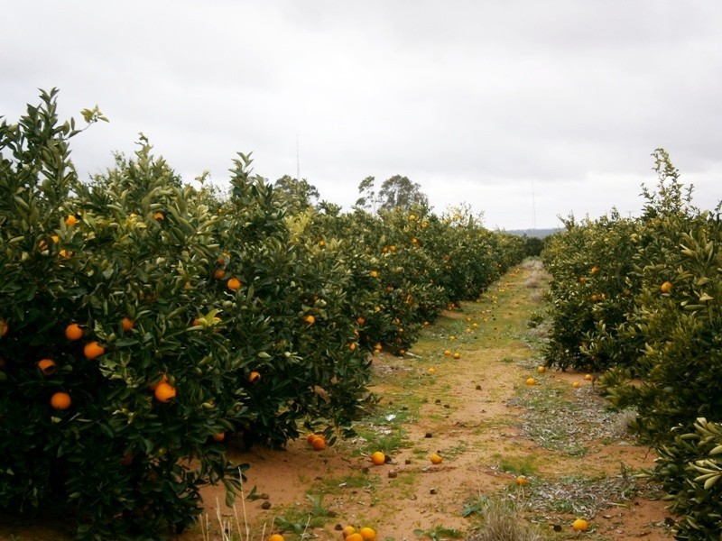 Sect 193 and 928 Virgo Road, Waikerie SA 5330