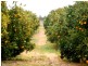 Sect 193 and 928 Virgo Road, Waikerie SA 5330