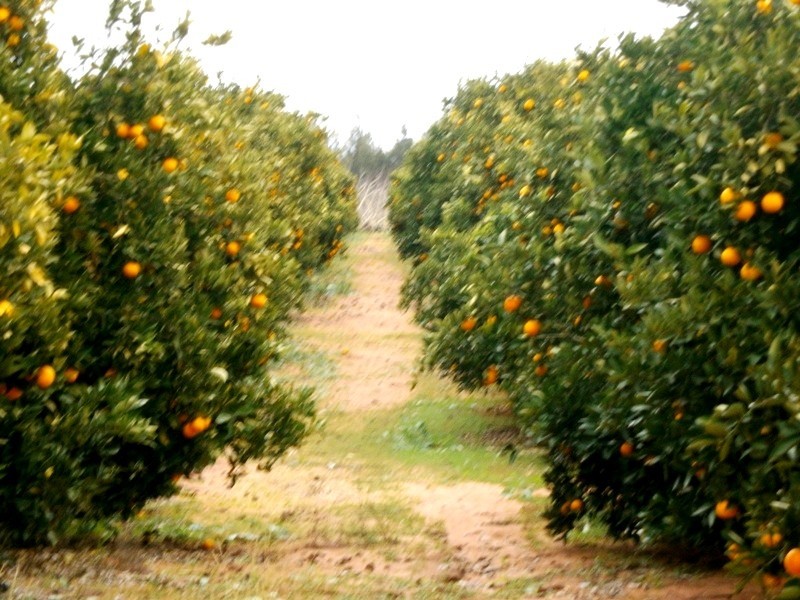 Sect 193 and 928 Virgo Road, Waikerie SA 5330